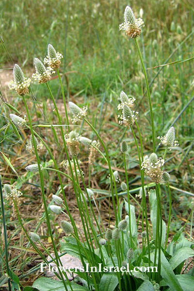 Plantago lanceolata, English plantain, Ribwort, לחך איזמלני