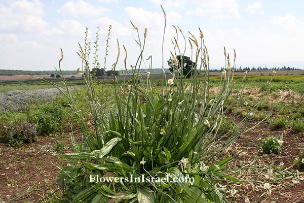 Plantago lanceolata, English plantain, Ribwort, לחך איזמלני