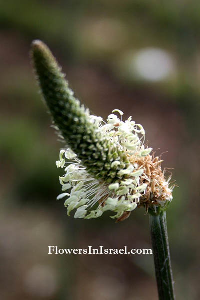 Israel, Native plants, Palestine