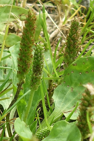 Plantago major, Broadleaf plantain, Greater plantain, לחך גדול, لسان الحمل الكبير