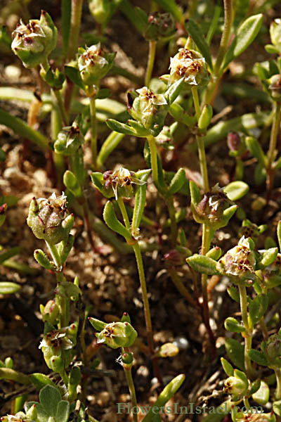 Plantago sarcophylla, Plantain, לחך בשרני ,لسان الحمل لحمي الأوراق