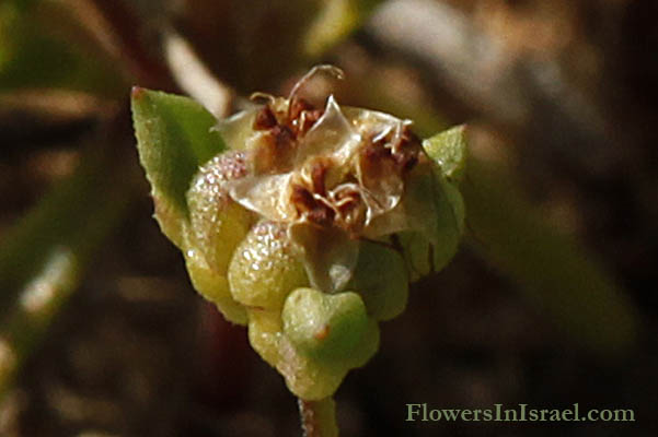 Israel, Native plants, Botany, Palestine