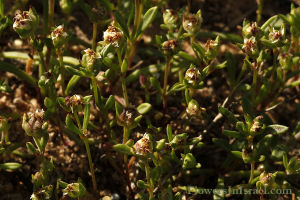 Plantago sarcophylla, Plantain, לחך בשרני 