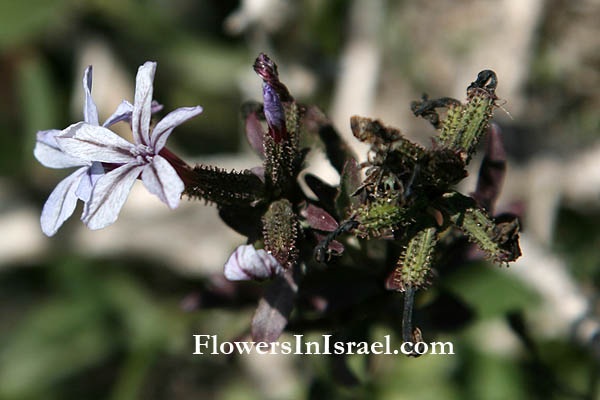 Plumbago europaea, European Leadwort, עופרית אירופית