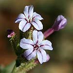 Plumbago europaea, Israel, Violet colored Wildflowers