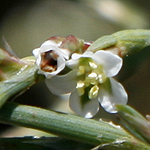 Polygonum aviculare, Flowers in Israel, wildflowers