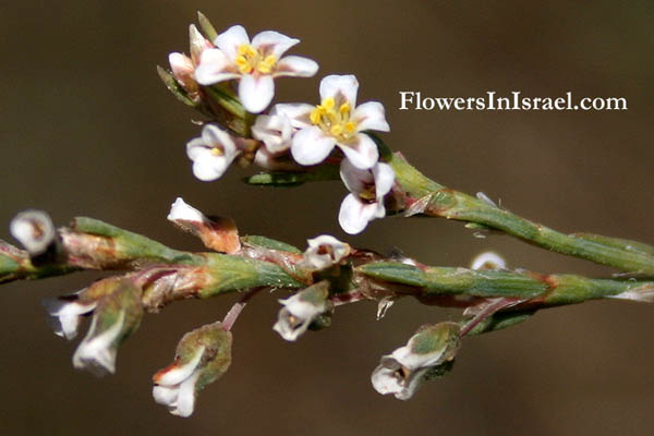 Polygonum equisetiforme, Horsetail Knotweed, ארכובית שבטבטית 