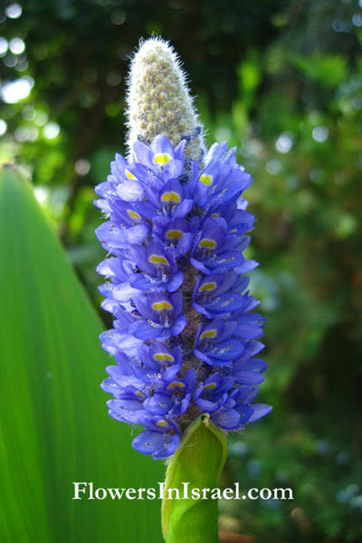 pontederia cordata