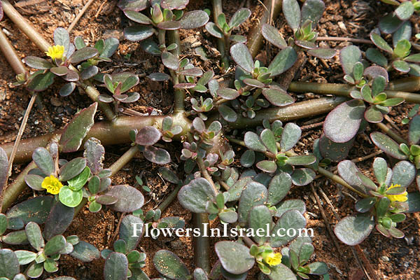 פרחים בישראל, צמחי בר, פרח בר, תמונות