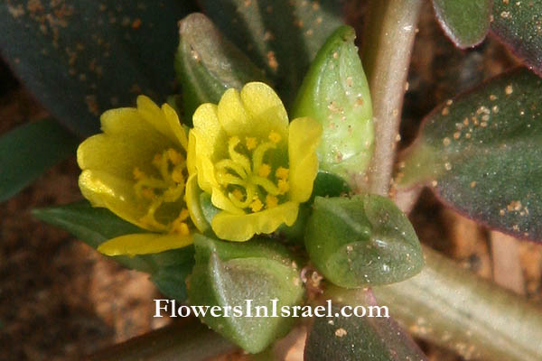 Portulaca oleracea, Little hogweed, Purslane, Garden purslain, بقلة حمقاء ,רגלת הגינה