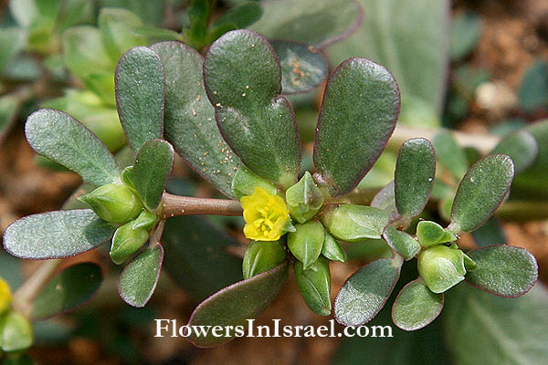 Portulaca oleracea, Little hogweed, Purslane, Garden purslain, بقلة حمقاء ,רגלת הגינה