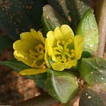 Portulaca oleracea, Flowers in Israel, wildflowers