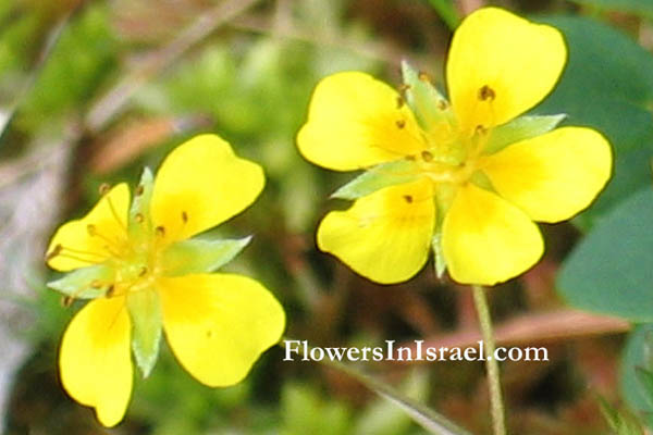 Potentilla indica, Duchesnea indica, Fragaria indica, Mock Strawberry, Indian strawberry, תותית הודית