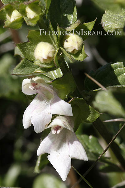 Prasium majus, White Hedge-nettle, Great Hedge-nettle, פרסיון גדול