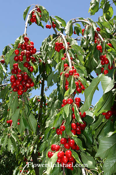 Israel, Native plants, Palestine