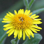 Pulicaria dysenterica, Israel, Pictures of Yellow flowers