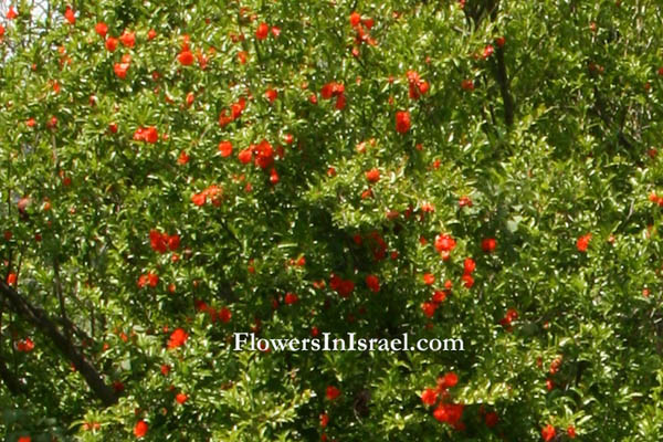 Israel, Native plants, Bible, Judaism, Palestine