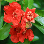 Punica granatum, Israel, Red flowers