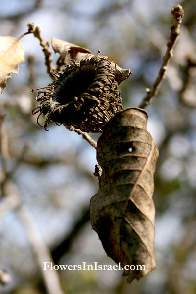 Quercus boissieri, Quercus infectoria, Boissier Oak, Aleppo oak, Cyprus oak,فش ,אלון התולע 