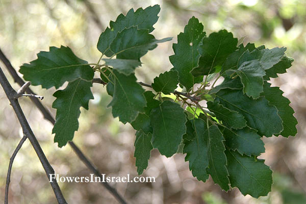 Quercus ithaburensis, Quercus aegilops, Tabor oak,Valonia oak, אלון התבור,سنديان طابوري
