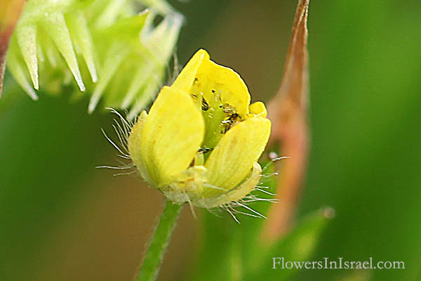 Flowers, Israel, Send flowers online