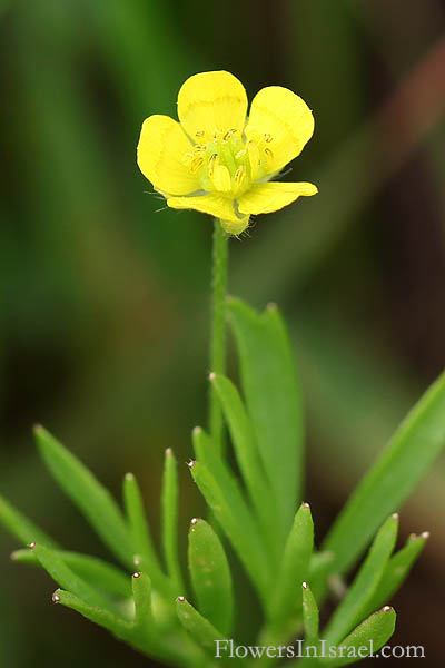 Ranunculus arvensis, Corn Buttercup, Devil-on-all-sides, Scratch Bur, נורית השדה,Ranunculus arvensis, Corn Buttercup, Devil-on-all-sides, Scratch Bur,الحوذان الحقلي ,נורית השדה