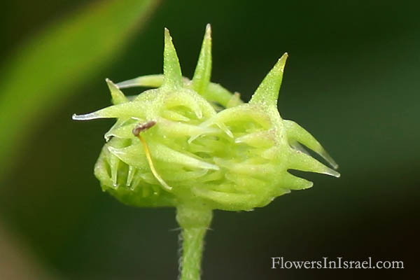 Ranunculus arvensis, Corn Buttercup, Devil-on-all-sides, Scratch Bur, נורית השדה