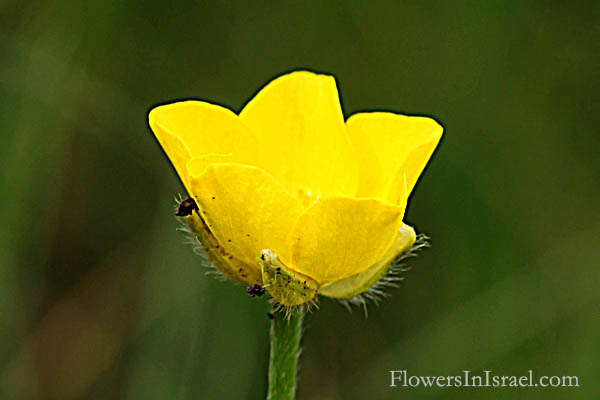 Ranunculus arvensis, Corn Buttercup, Devil-on-all-sides, Scratch Bur, נורית השדה