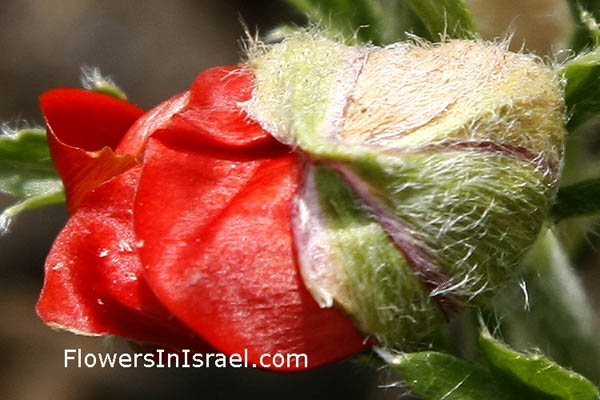 Flowers of Israel, send flowers