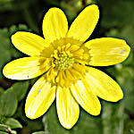 Ranunculus ficaria, Israel, Pictures of Yellow flowers
