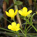 Ranunculus scandicinus, Israel, Pictures of Yellow flowers
