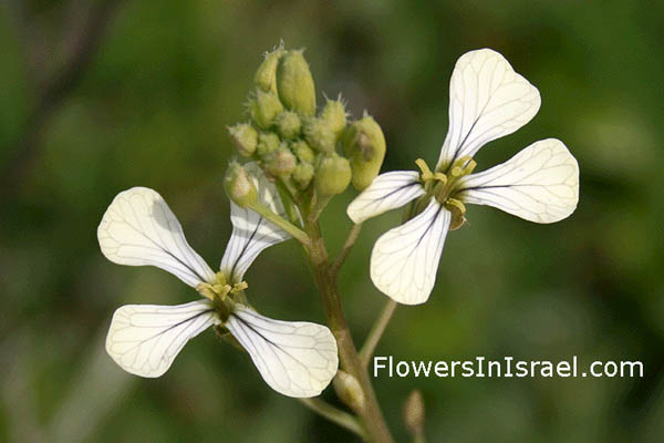 Israel, Flowers, Palestine, Nature