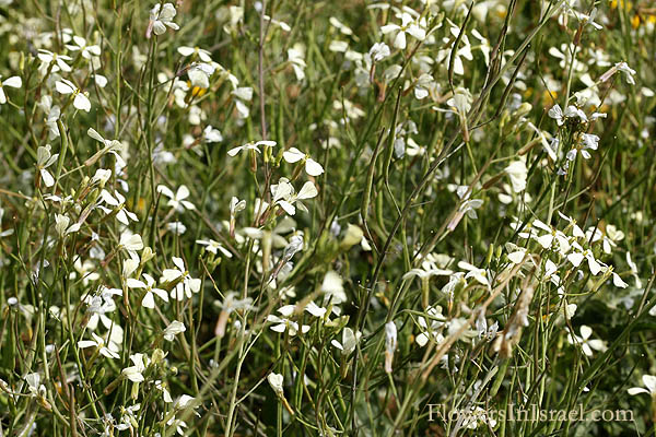 Raphanus raphanistrum, Sea-Radish,White Charlock, Wild Radish, Jointed Charlock, فجل  برى, צנון מצוי