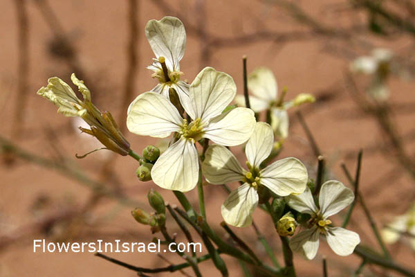 Raphanus raphanistrum, Sea-Radish, White Charlock, Wild Radish, Jointed Charlock, فجل  برى, צנון מצוי