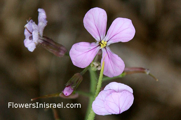 Flowers of Israel (Flora en Israel)