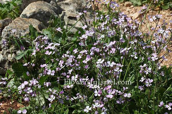 Raphanus rostratus, Raphanus pugioniformis, Dagger Radish, צנון פיגיוני