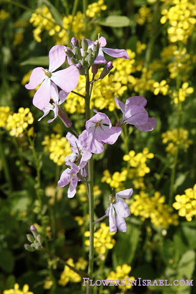 Raphanus rostratus, Raphanus pugioniformis, Dagger Radish, צנון פיגיוני