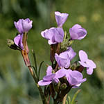 Erucaria microcarpa, Reboudia pinnata, ישראל, פרחי בר, פרחים וורודים