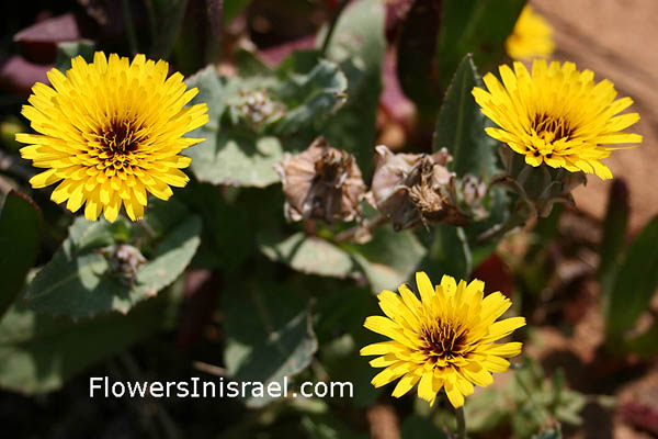 פרחים בישראל, צמחי בר בישראל, מגדיר, תמונות