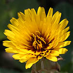 Reichardia tingitana, Israel, Pictures of Yellow flowers