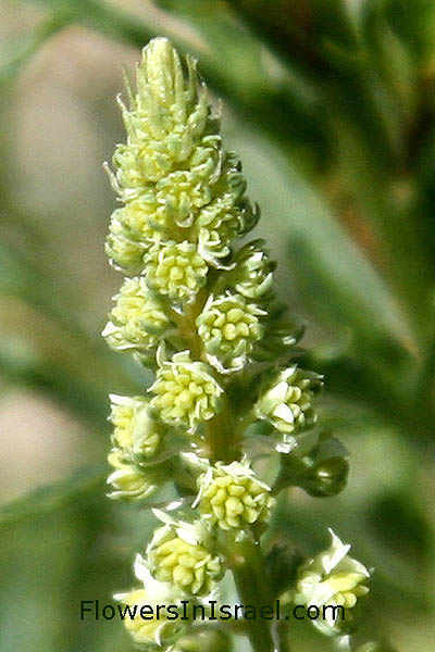 Reseda alba, White mignonette,White upright mignonette,البليحاء البيضاء,רכפה לבנה