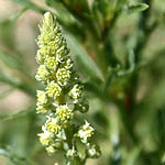 Reseda alba, Israel, Native Plants, Wildflowers