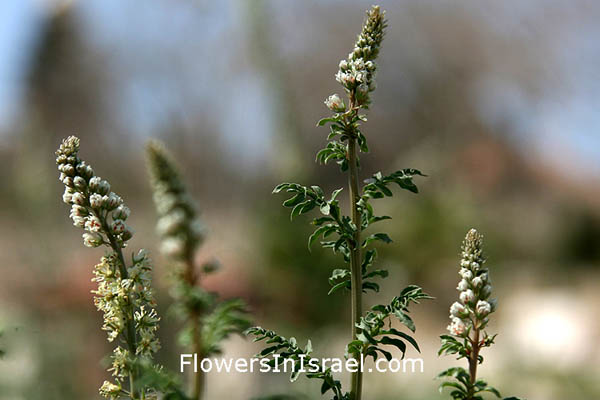 Israel, Flowers, Native plants, Nature, Palestine