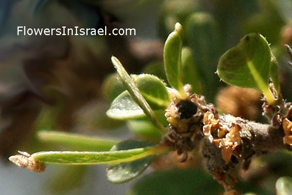 Rhamnus lycioides, Rhamnus palaestinus, Palestine Buckthorn, אשחר ארץ-ישראלי