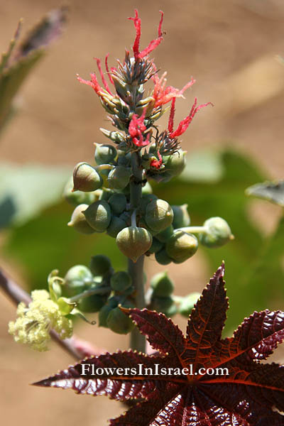 Ricinus communis, Castor Bean, Castor-Oil Plant, Palma Christi, Gourd, خرّوب, Kharrub, קיקיון מצוי