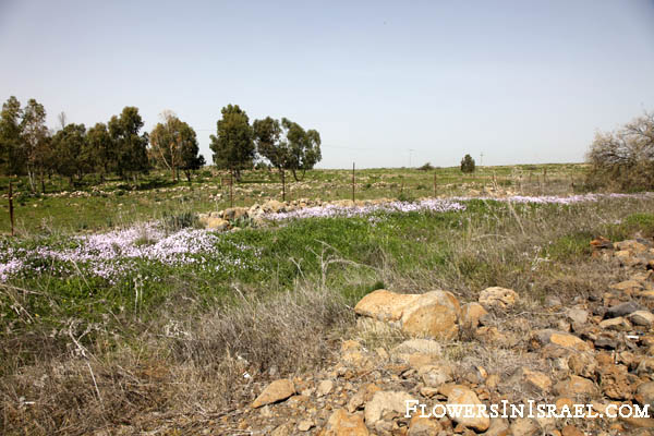 Yellow fields, Jordan River,Ricotia lunaria, Maltese Cross Ricotia, כרמלית נאה
