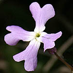 Ricotia lunaris, Israel, Lilach flowers, Lilac Flowers