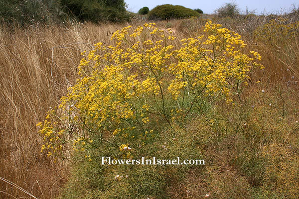 Flora of Israel, Israel wildflowers