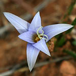 Romulea bulbocodium, Israel, Violet colored Wildflowers
