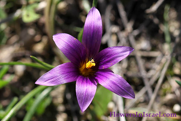 Romulea phoenicia, Phoenician romulea, רומולאה צידונית